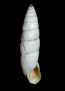 Zebrina varnensis (L.Pfeiffer, 1847) 