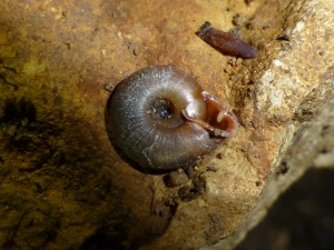 Soosia diodonta - shell