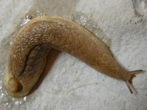 Testacella (Testacella) haliotidea Draparnaud 1801